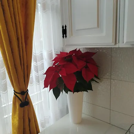 Kaja * נובי סאד